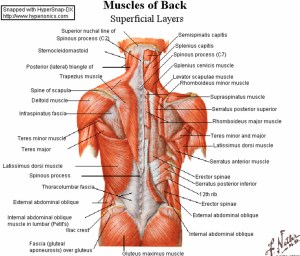 All major muscles of the body are tested for functionality