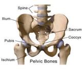 Pelvis1